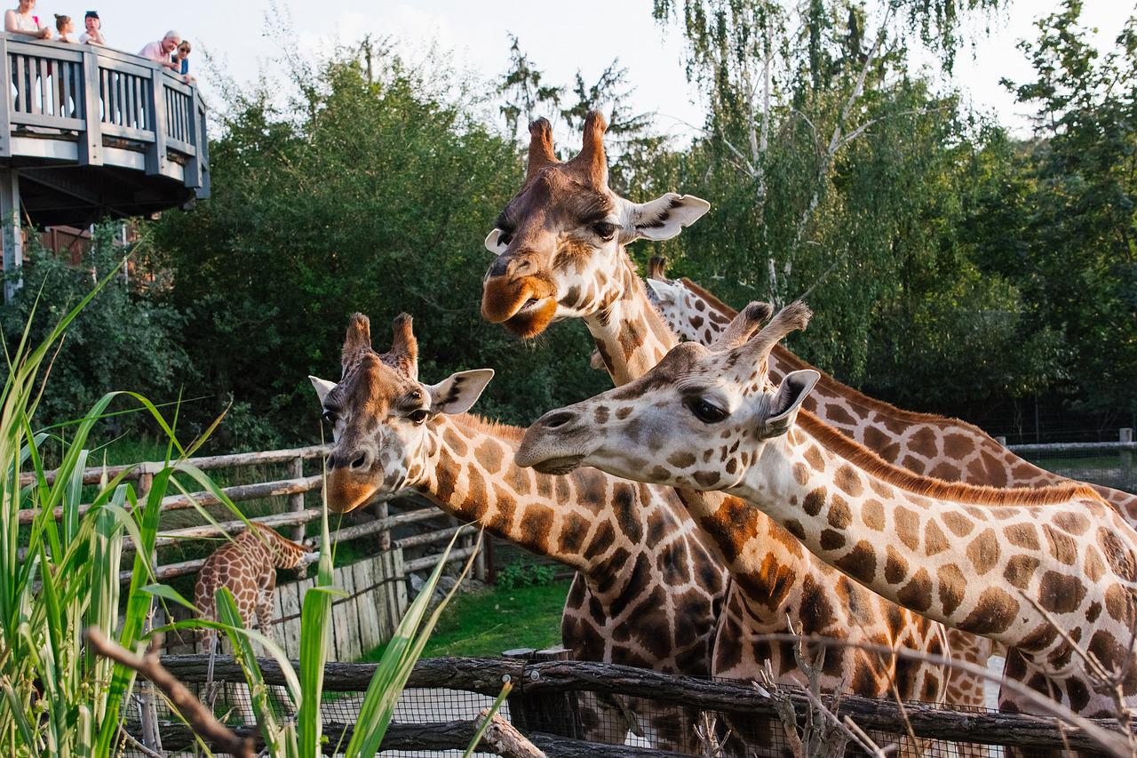 Parádní výlet nejen pro děti: Do Zoo Praha se můžete vydat i po vodě