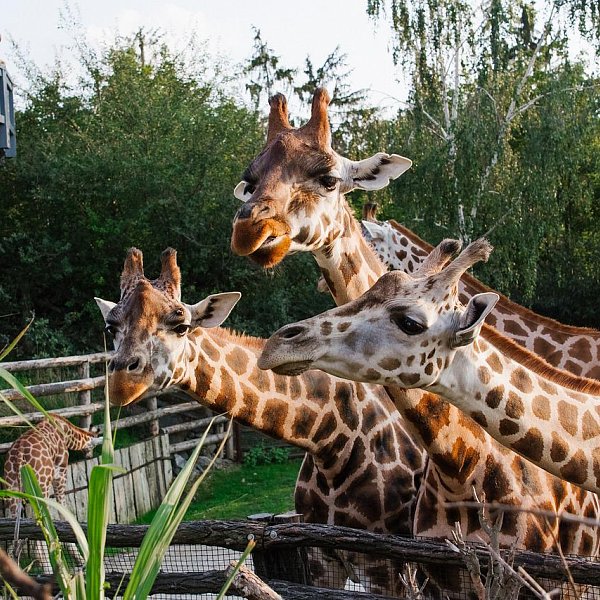 Parádní výlet nejen pro děti: Do Zoo Praha se můžete vydat i po vodě